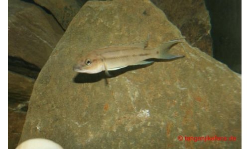 Neolamprologus longicaudatus kavalla